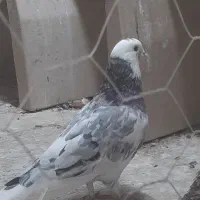 کبوتر هماسرور نر موچ پا