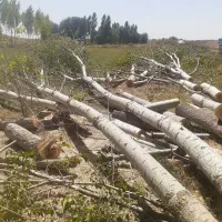 خرید چوب و درخت به قیمت روز
