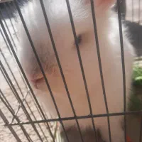 روستای بزمیراباد قیمت ۸۰۰هزار|موش و خرگوش|سرپل ذهاب, |دیوار