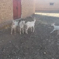 فروش  ۳ راس کهر ه نر سانن