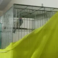 سره گل بسر جفتی قناری هر رنگ و هر سایز تو دست بخون