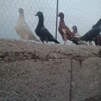 پرنده|پرنده|شوشتر, |دیوار