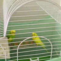 مرغ عشق|پرنده|گرمدره, |دیوار