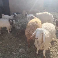 چهار راس بره نر فروشی