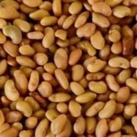 تخم علف محلی بمی پاک اصلاح سس گیری شده|خدمات باغبانی و درختکاری|بم, |دیوار