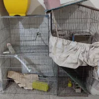 قفس مرغ عشق، قناری