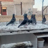 فروشی مسافتی