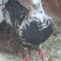 ماده بزک پلاکی و شهری و پشتی پلاکی|پرنده|شیراز, کوشک میدان|دیوار