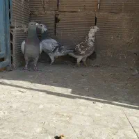 ۳ تا نر تعبیدی|پرنده|وحیدیه, |دیوار