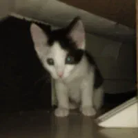 گربه قشنگ|گربه|گرگان, |دیوار