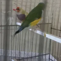 زیباتر از نقاشی پرنده ای رویایی|پرنده|گتوند, |دیوار