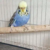 مرغ عشق انگلیسی|پرنده|تهران, مشیریه|دیوار