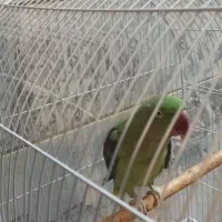 شاه طوطی سایز بزرگ