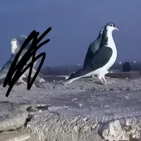 کبوتر فروش ماده