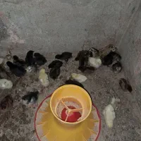 جوجه مرغ