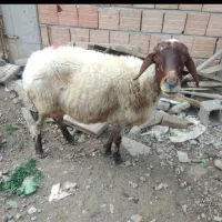 گوسفند|حیوانات مزرعه|علی‌آباد کتول, |دیوار