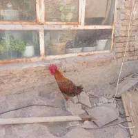 خروس براکل