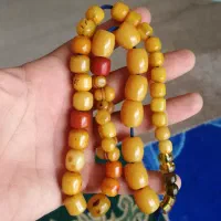 شیخک دانه و عدسی سندلوس آلمان