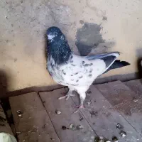 کبوتر پرشی 4طوق|پرنده|ابهر, |دیوار