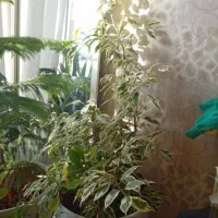 کاج مطبق و شفلرا|گل و گیاه طبیعی|کرمانشاه, |دیوار