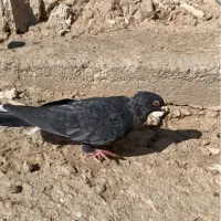 کبوتر موشی طوق سفید ماده سرور ماده|پرنده|لار, |دیوار