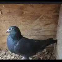 کفتر  فروشی