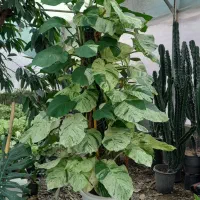 گل وگیاه طبیعی