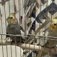 جفت عروس هلندی جون|پرنده|مرودشت, گندم|دیوار