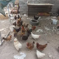 فروش انواع مرغ و خروس و جوجه|حیوانات مزرعه|سیرجان, |دیوار