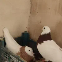 کفتر رنگه،آلمانی|پرنده|تربت جام, میرقوام الدین|دیوار