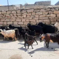 بز زاییده|حیوانات مزرعه|بهبهان, |دیوار