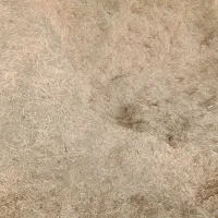 کاه یونجه|لوازم جانبی حیوانات|جیرفت, |دیوار