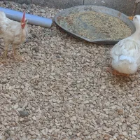 فروش جوجه