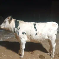 گوساله نیم گوشت سالموسرحال