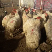 فروش دام زنده میش وشیشک چاق بزوتی بزچاق فلک الدین|حیوانات مزرعه|خرم‌آباد, |دیوار