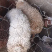 دو عدد بره قوچ|حیوانات مزرعه|کرمانشاه, |دیوار