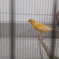 قناری ماده|پرنده|فسا, |دیوار