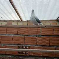 کبوتر پرشی فروشی|پرنده|آق قلا, |دیوار