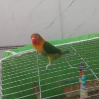 طوطی کوتوله