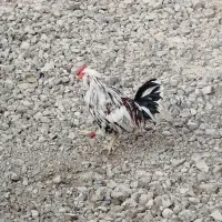 خروس
