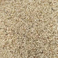 بذراصلاح شد