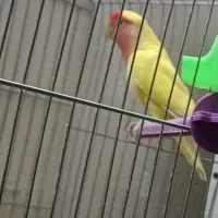 کوتوله هلویی مولد به شرط (ضمانتی)