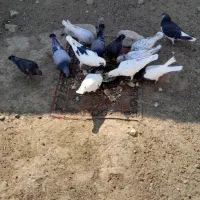 تعدادی کبوتر