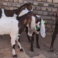 3راس بزغاله ماده گوش بلند|حیوانات مزرعه|ملکآباد, |دیوار