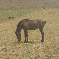 کره اسب
