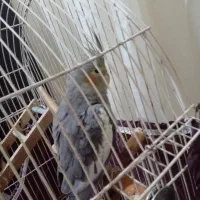 عروس هلندی ماده و نر|پرنده|اقبالیه, |دیوار