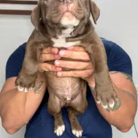 امریکن بولی پاکت