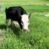 گوسالە مونت