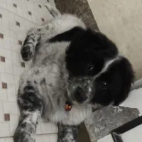 واگذاری سگ اشپیتز|سگ|مشهد, پورسینا|دیوار