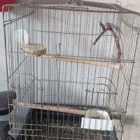 قفس پرنده طوطی کاسکویی